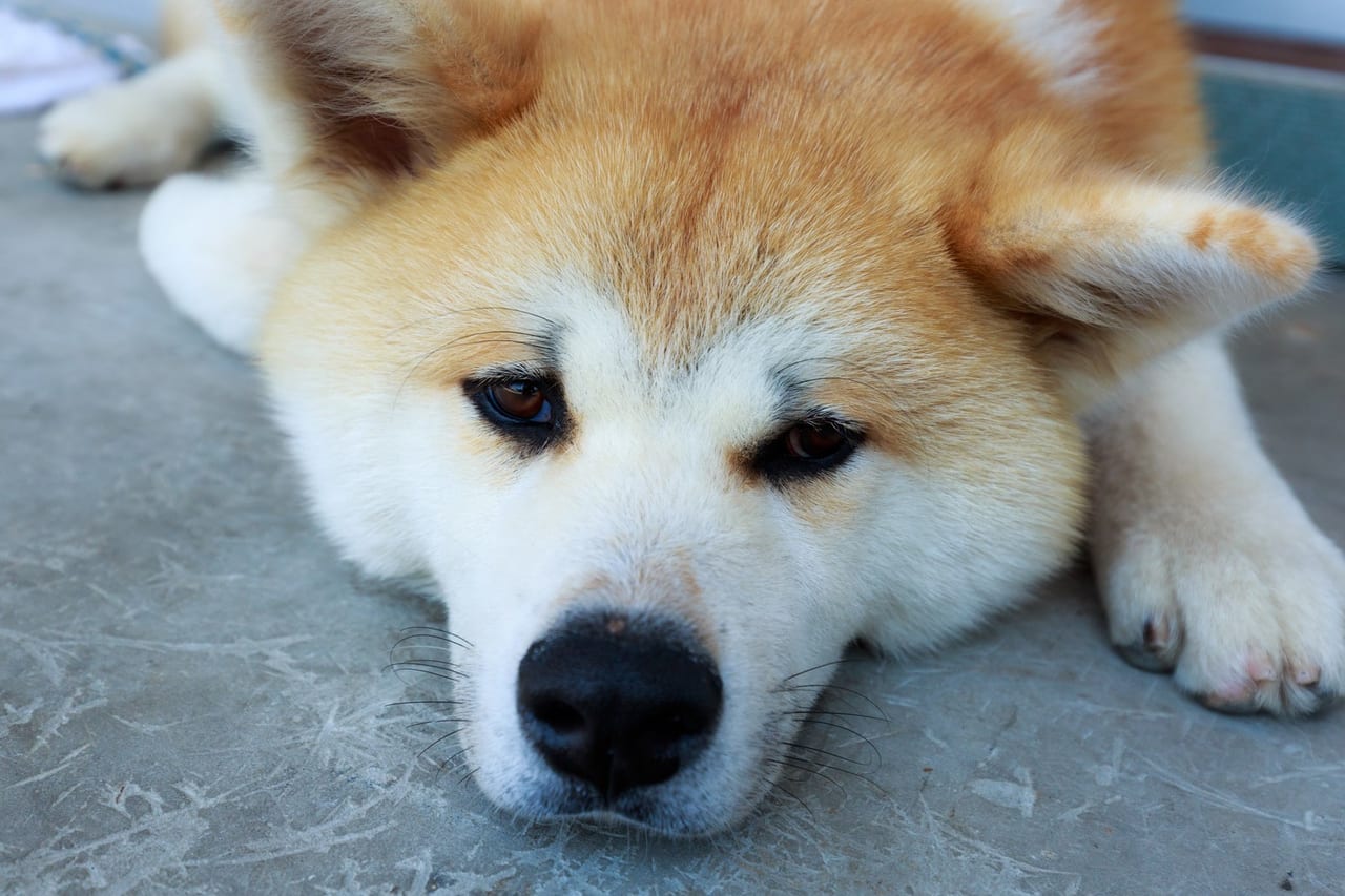 熊本県 緊急 犬の収容頭数が限界です 1匹でも多くの命をつなげる為 年9月12日 緊急休日譲渡会 が開催されます 豪雨災害による迷子犬も多数収容されています 号外net 熊本市中央区 東区