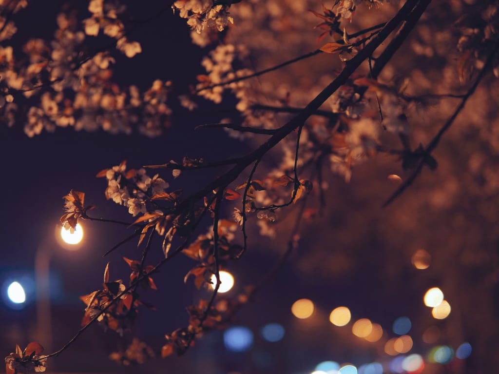 桜