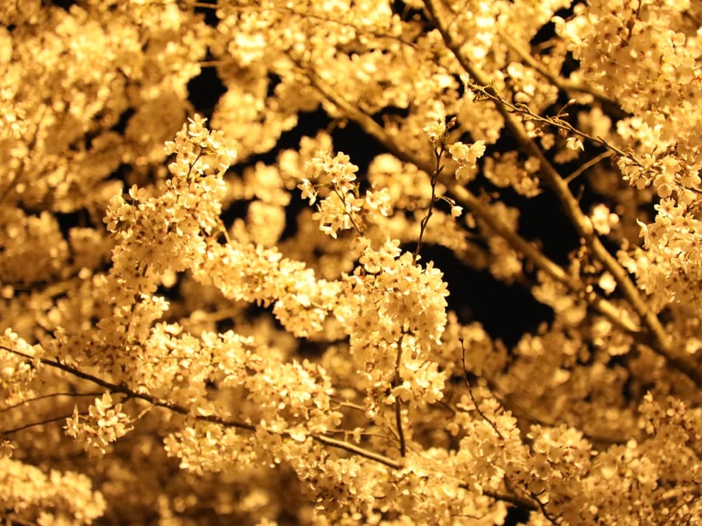 桜