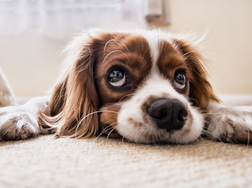 狂犬病予防注射