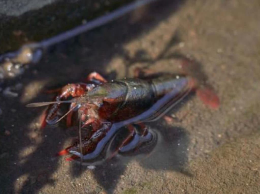 アメリカザリガニ