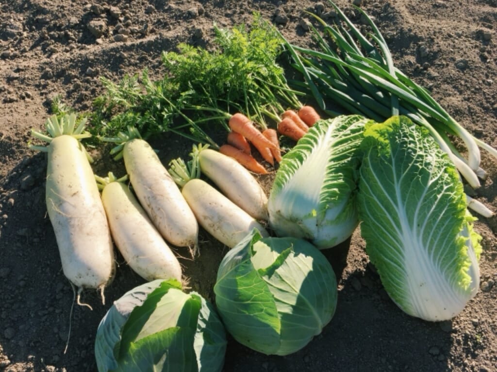 冬野菜
