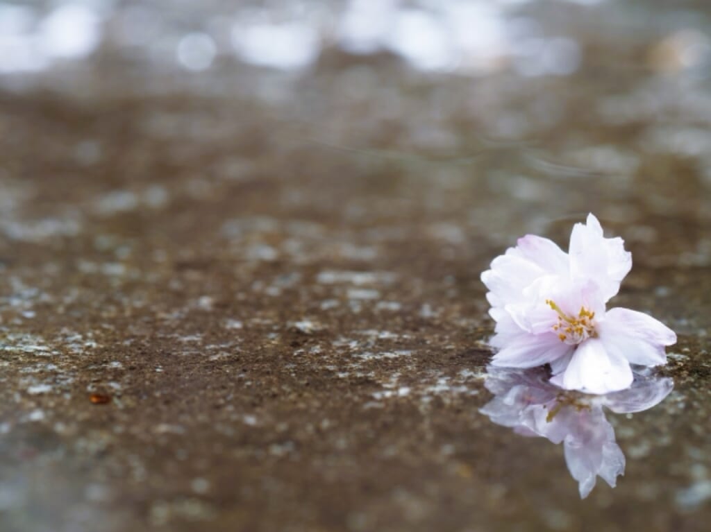 雨